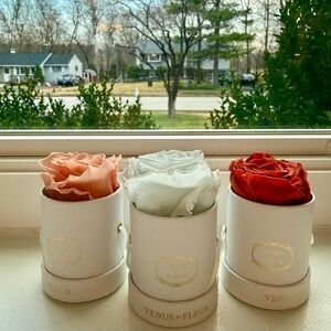 Venus et Fleur Set of 3